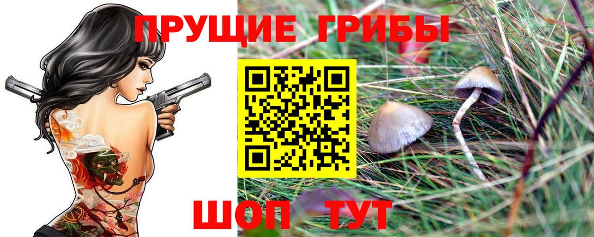 Заволжье  Псилоцибиновые грибы Psilocybine cubensis  Вход с VPN 